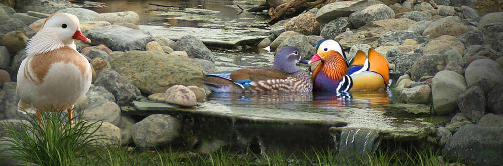 mandarin ducks